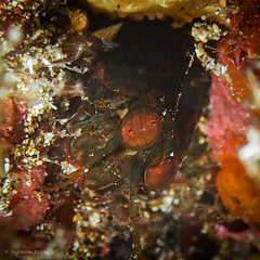 Pseudosquillisma oculata