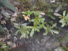 Banksia canei