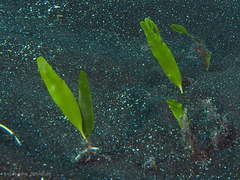 Caulerpa prolifera