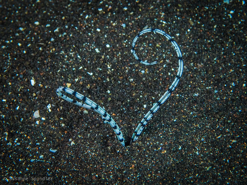 Representative image of Mesochaetopterus