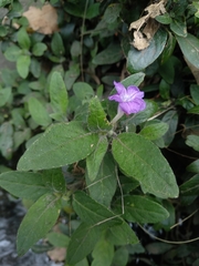 Ruellia squarrosa