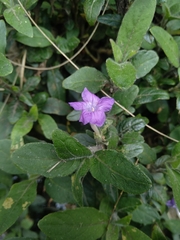 Ruellia squarrosa