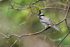 Lophospingus pusillus