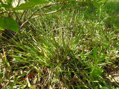 Carex muehlenbergii