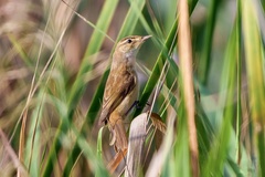 Acrocephalus tangorum