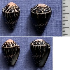 Conus chaldaeus