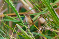 Acrocephalus tangorum