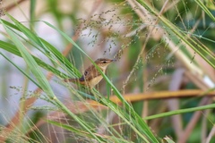 Acrocephalus tangorum