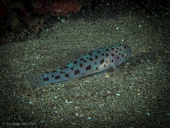 Thorogobius ephippiatus