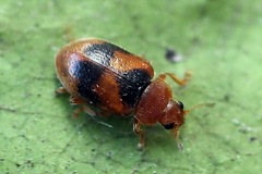 Coccidula scutellata