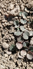 Pozoa coriacea