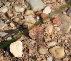 Aloeides thyra orientis