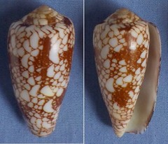 Conus episcopus