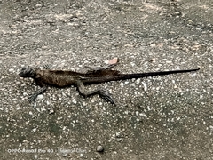 Hydrosaurus pustulatus