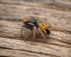 Maratus purcellae
