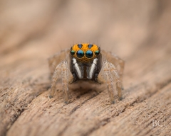 Maratus purcellae