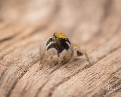Maratus purcellae
