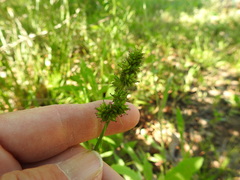 Carex muehlenbergii