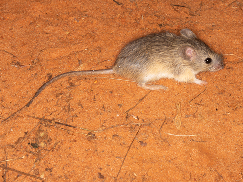 Namaqua Rock Rat