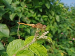 Crocothemis servilia
