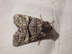 Brachylomia rectifascia