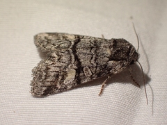 Brachylomia rectifascia