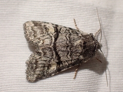 Brachylomia rectifascia