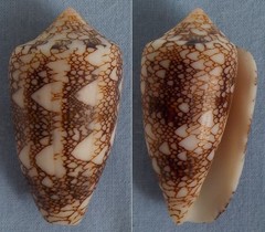 Conus canonicus