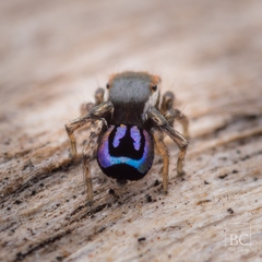 Maratus robinsoni