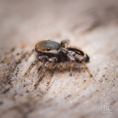 Maratus robinsoni