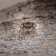 Maratus robinsoni