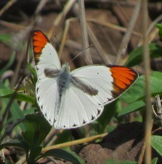 Colotis antevippe gavisa