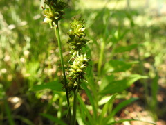 Carex muehlenbergii