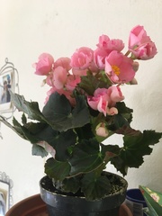 Begonia × hiemalis