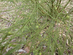 Choretrum glomeratum