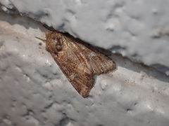 Lacinipolia stricta