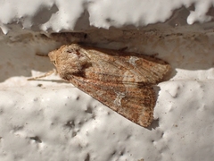 Lacinipolia stricta