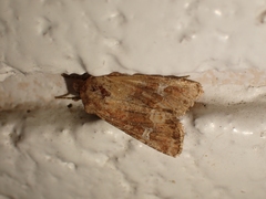 Lacinipolia stricta