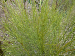 Choretrum glomeratum