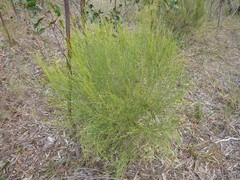 Choretrum glomeratum