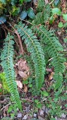 Polystichum nepalense