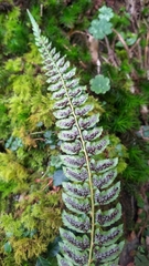 Polystichum nepalense