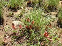 Indigofera oxytropis