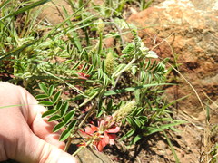 Indigofera oxytropis