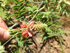Indigofera oxytropis