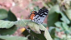 Talicada nyseus nyseus