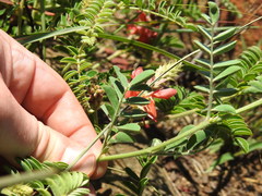 Indigofera oxytropis
