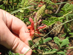 Indigofera oxytropis