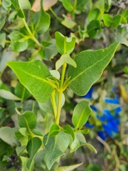Avicennia marina