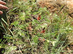Indigofera oxytropis